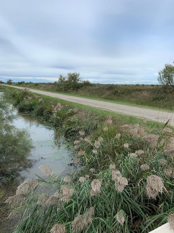 "La Pradeto" Gite Rural Camargue Arles Eksteriør bilde